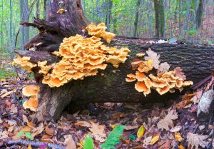 13  DB326-Sulfur-Shelf-on-fallen-log.jpg